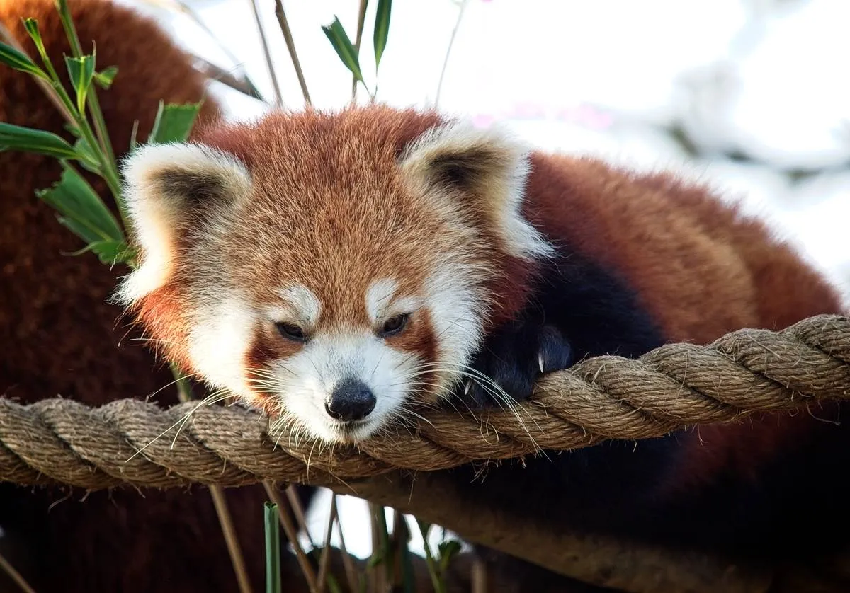 小熊猫 - 四虎tv | 生命方舟