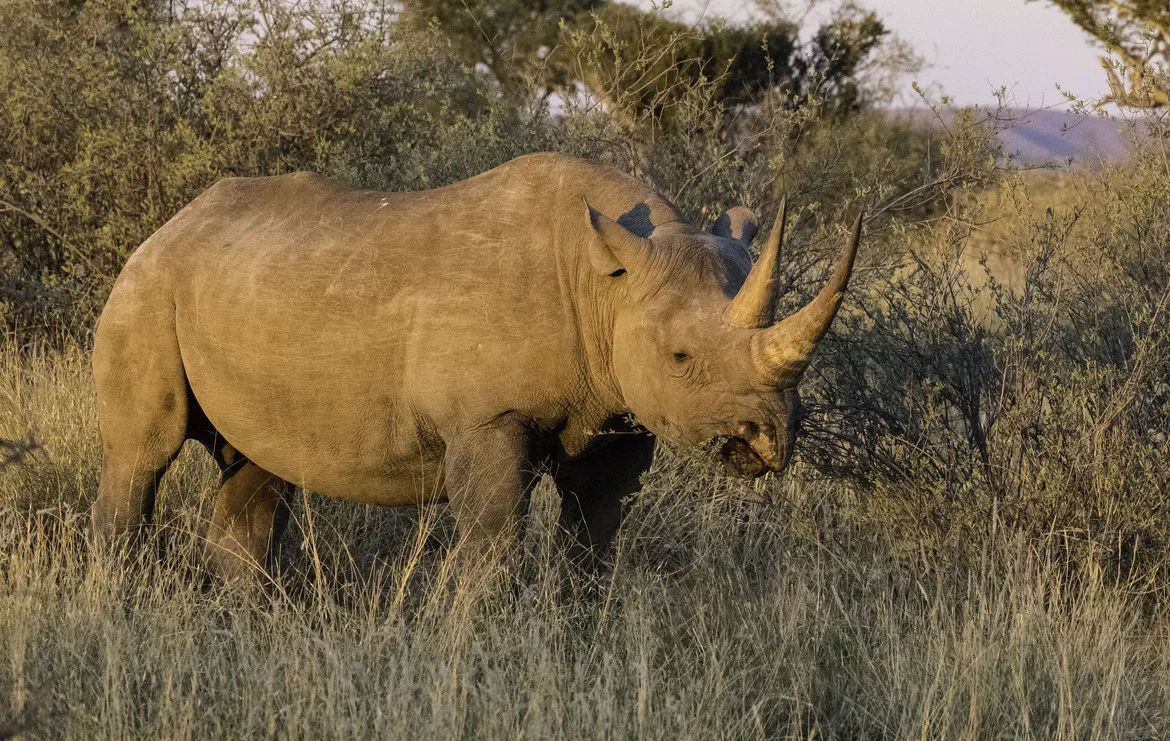 犀牛在非洲灌木丛中 - 四虎tv | 野性图集